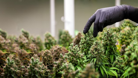 cannabis cultivation.jpg