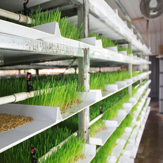 Hydroponic Vertical Barley Fodder Growing System For Sale
