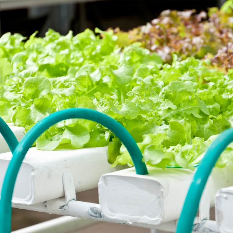 Hydroponics farm nft channels growing system