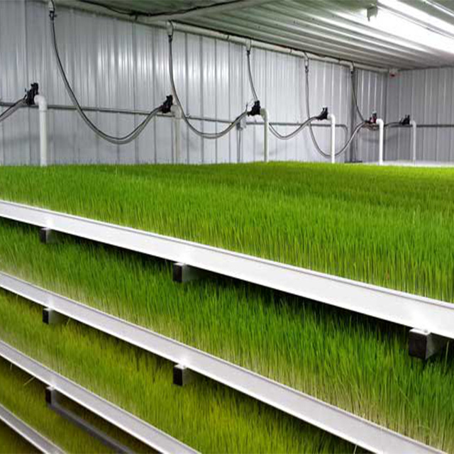 Hydroponic Vertical Barley Fodder Growing System For Sale Thump