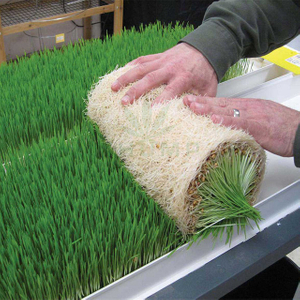 High Yield Hydroponic Sprouting Barley Fodder Trays for Sale