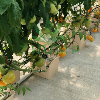 Hydroponic Dutch Bucket Systems Wholesale For Tomatoes