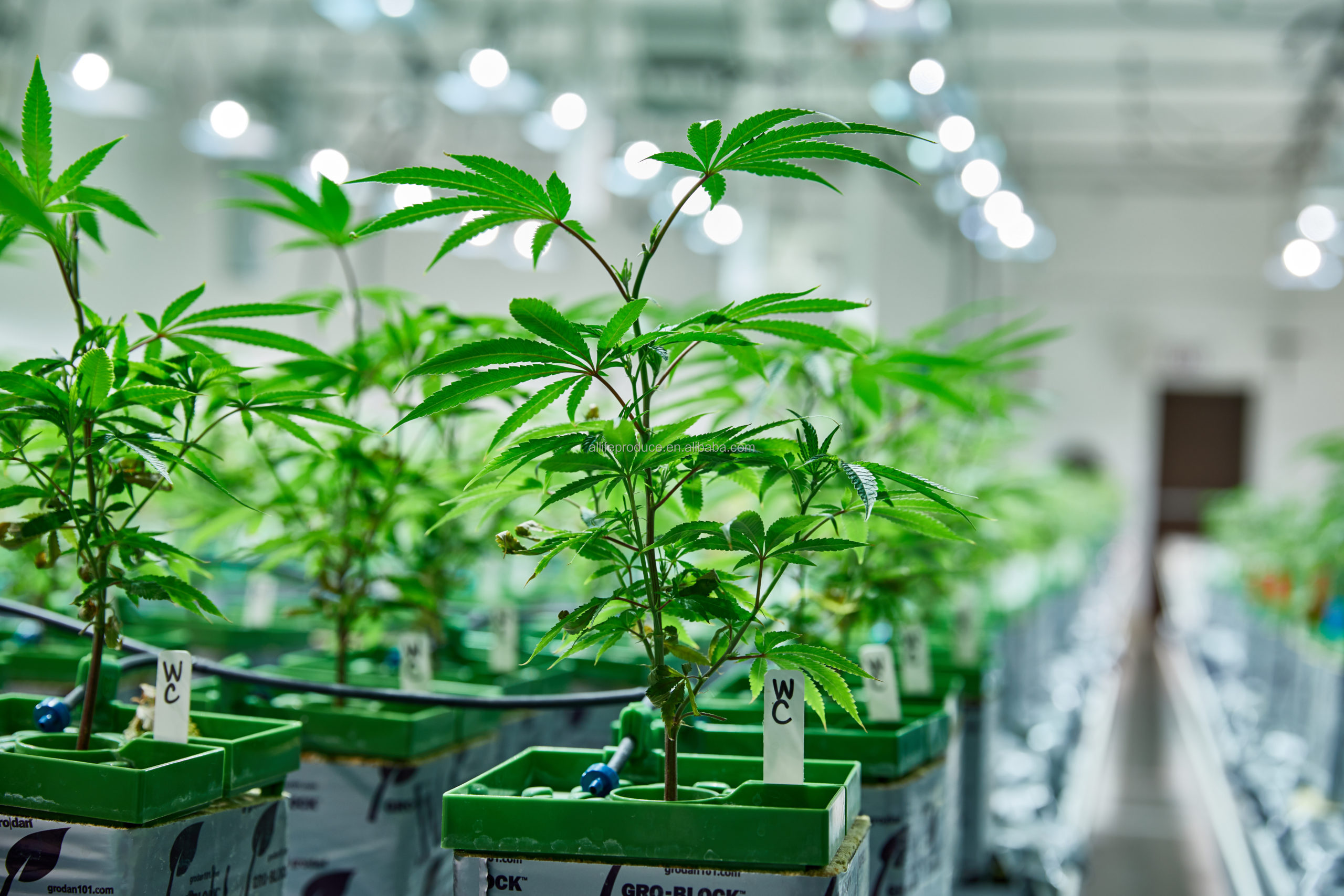 Several factors affecting the growth of indoor cannabis cultivation