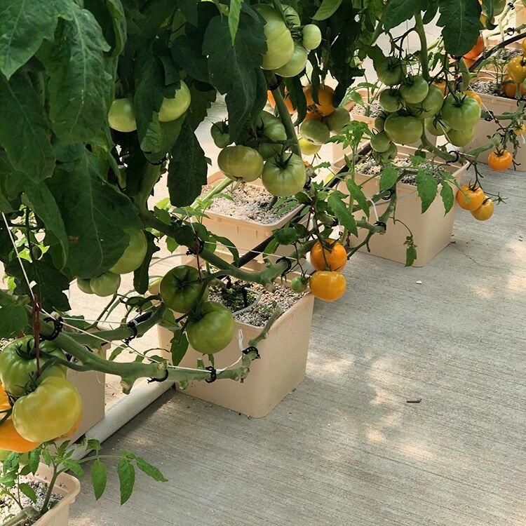 dutch bucket hydroponics