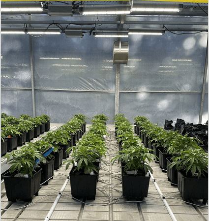Sowing technology of marijuana