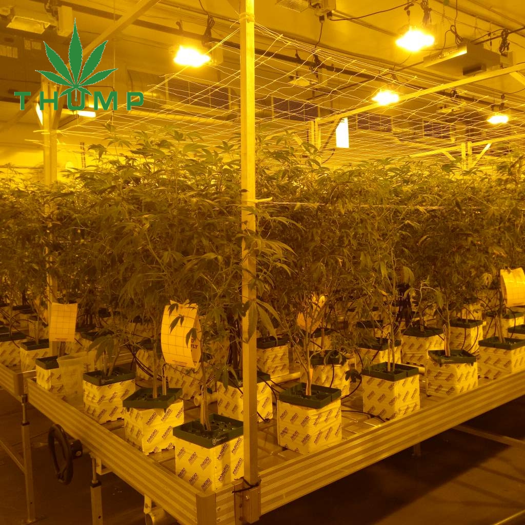 What are the conditions for growing industrial hemp? Thump Agri and