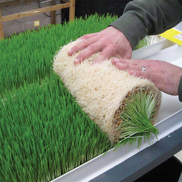 High Yield Hydroponic Sprouting Barley Fodder Trays for Sale Thump